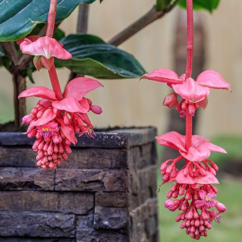 300 pz Semi di piante Medinilla Magnifica - fiore prato semi vaso da fiori piante d'appartamento esotiche Vaso per piante Piante decorative Piante da giardino in vaso seme di mezzogiorno
