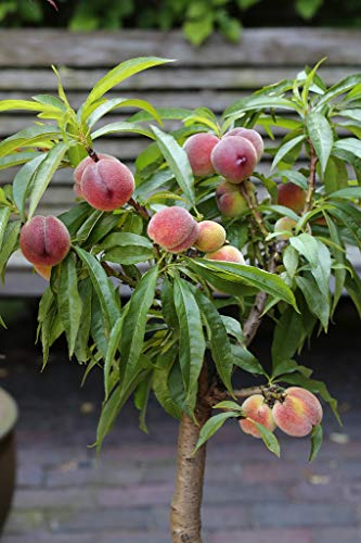 Zwerg-Pfirsich, kompaktwachsend, Terrassenobst, ca. 60-80cm, im Topf