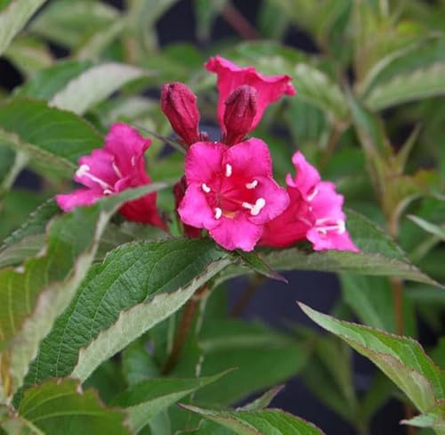 Suttons Hardy Perennial Weigela ‘Bristol Ruby’ Flowering Semi-Evergreen Shrub, Ideal for Cottage Gardens, Wildlife Gardens, Low Maintenance Gardens, Patio and Containers 3.6 Litre Potted Plants (2)
