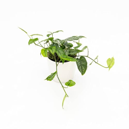 Vivai le Georgiche - Pianta vera di Monstera siltepecana - vaso Ø 13 cm