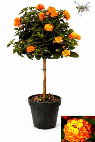 POWERS TO FLOWERS - LANTANA CAMARA ALBERELLO, ALTEZZA 70-80 CM, pianta vera