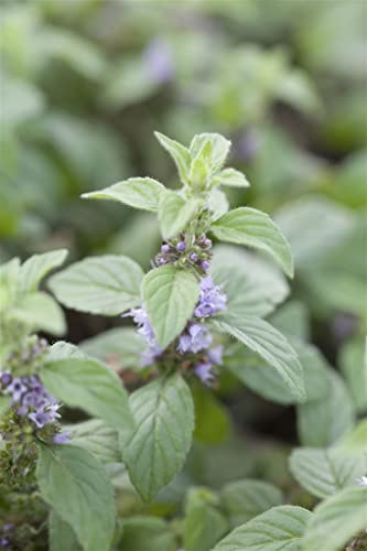Mentha arvensis 'Banana' 9x9 cm Topf – Winterhart, Mehrjährig, Pflegeleicht – Bananenminze – Kräuterpflanze für Tee & Desserts