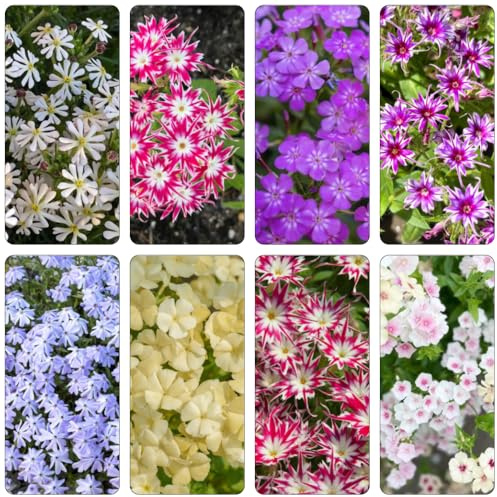 Phlox de alfombra - flox subulata de decoraciones jardín decoración verano semillas jardín 400pcs