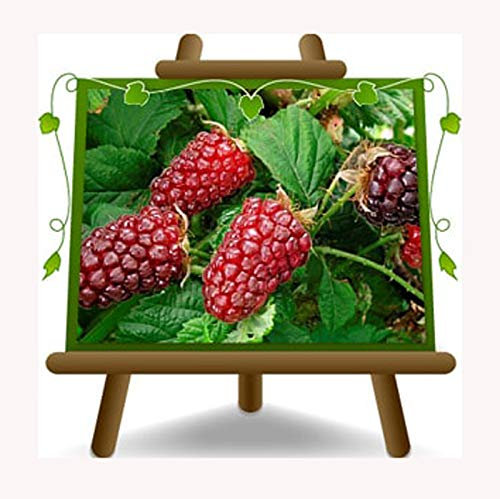 Zarzamora Rubus Tayberry – Planta frutal antigua en maceta 18 – Árbol máx. 100 cm – 2 años cultivo Italia