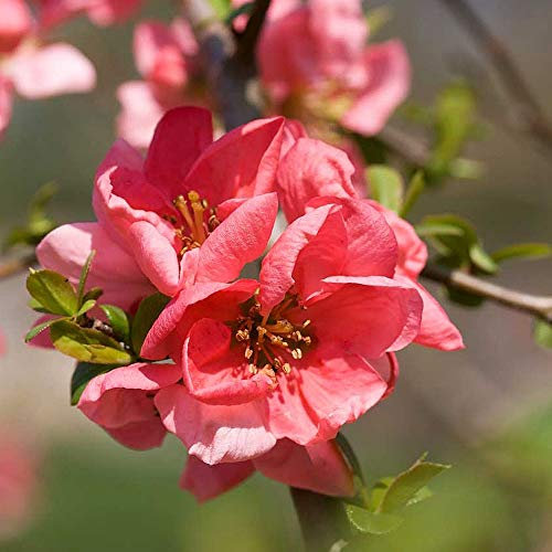 Hardy Shrub Cottage Gardens Chaenomeles Superba ‘Pink Lady’ Flowering Quince, Japanese Quince, Japonica, 2X in 9cm Pot by Thompson and Morgan (2)