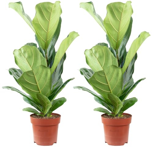 2er-Set Geigenfeige - Ficus Lyrata - Höhe ca. 65 cm, Topf-Ø 17 cm