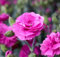 100 semillas de clavel rosa para plantar.