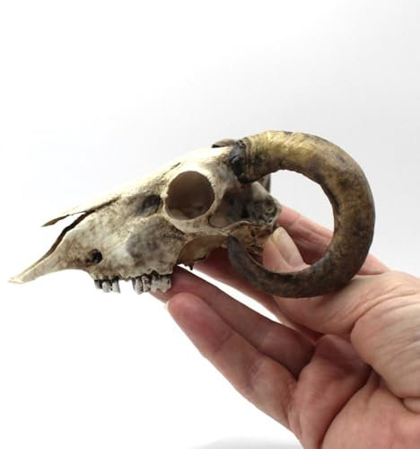 From Scan of a Real RAM Skull Highly Detailed Hand Painted Macabre Gothic Model