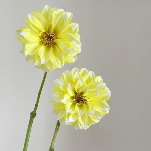 6bulbi tuberi di dalia resistenti, interno, bouquet di dalia di precoci trice, primaverili di aconito