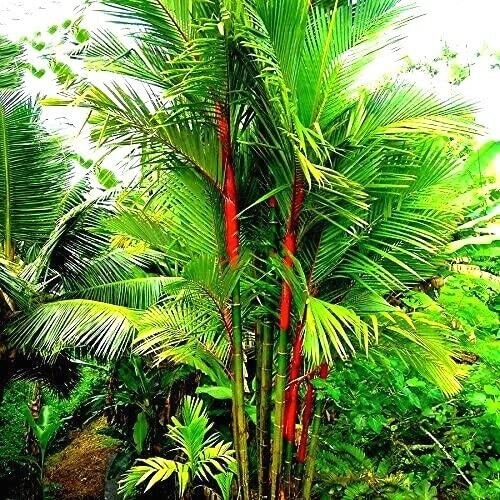 10 pcs Red Sealing Wax Lipstick Palm Tree Seeds | Cyrtostachys Renda Plant Seed
