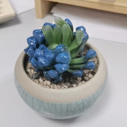 semillas suculentas - perennes decorativas exóticas cobertura del suelo interior 30pcs