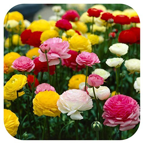 50 Ranunculus (Persian Buttercup) Mixed Spring Flowering Bulbs/Corms by Growtanical ®