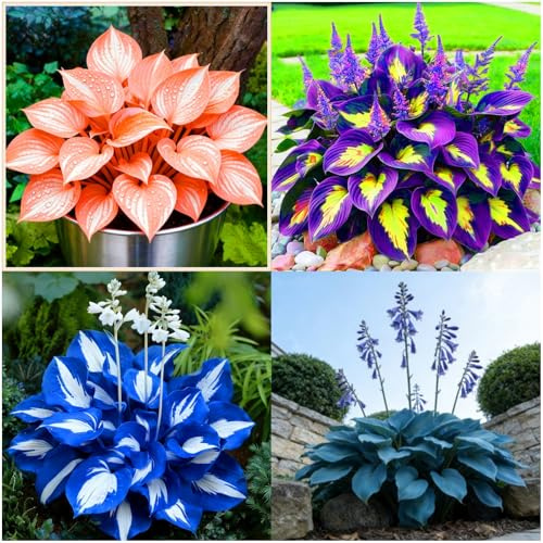 (BJYaWFR) Hosta gracieux - Forme de croissance élégante comme décoration d'intérieur élégante - 10 oignons - F