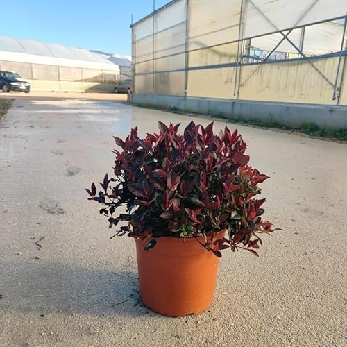 PianteWeb pw-photinia-nana-bianco-24