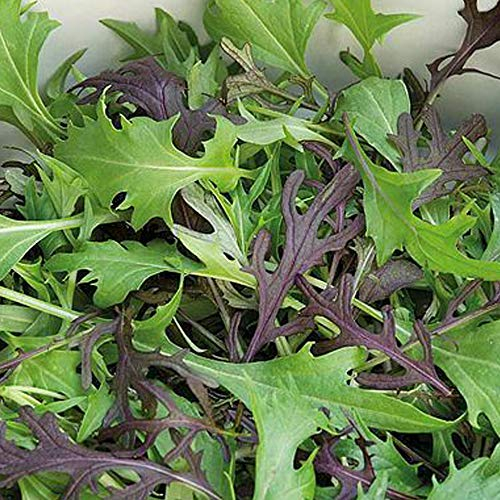 Salad Leaves 'Four Colour Mizuna Mixed' 1x Seed Packet by Thompson and Morgan