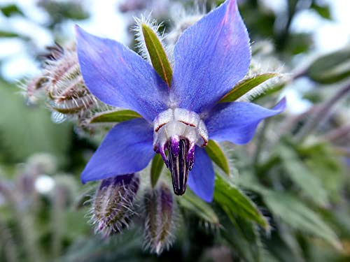 Borretsch (Borago officinalis) Samen. Gurkenkraut, Heilpflanze (1000 Samen = 18,0g)
