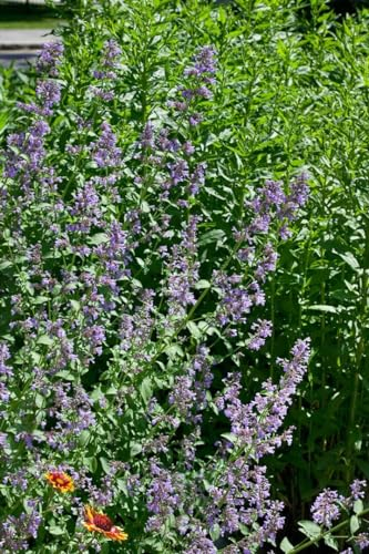 Nepeta grandiflora 'Zinser's Giant' 9x9 cm Topf – Winterhart, Mehrjährig, Pflegeleicht – Großblütige Katzenminze – Beetstaude für Garten & Rabatte