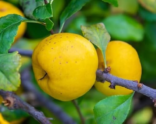 100 semi di mele cotogne fresche