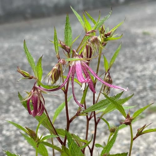 semi di campanula perenne resistente tappezzante decorazione di campanule to perenni decorativi resistenti da balcone 300pcs
