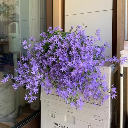 Semi di campanula-Campanula media,semi di perenni resistenti vaso per,decorazione per davanzale decorazione da giardino per esterni,250pcs