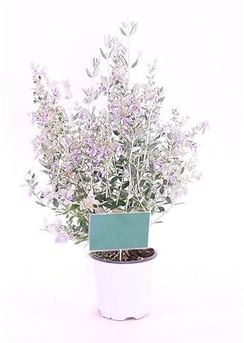Teucrium Fruticans Natural Arbusto Mediterráneo para Embellecer tu Espacio Exterior