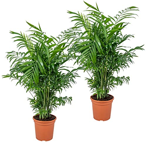 Bloomique - 2er Set - Chamaedorea Elegans - Bergpalme - Zimmerpflanzen - Pflegeleicht - Haustierfreundlich - Höhe 50-70 cm - Topf 17 cm