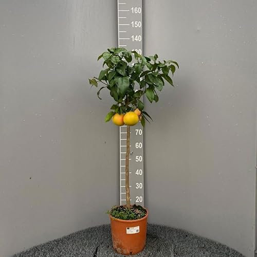 SAVINI VIVAI Planta de Pomelo, Árbol de Cítricos de Pomelo Rosa, en Maceta de 24 cm Altura 90-110 cm 3-4 Años de Injerto,