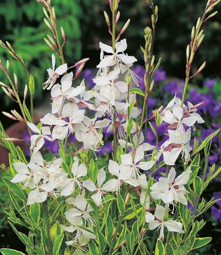BALDUR Garten 4x Prachtkerze - Gaura 'Weiß', Pflanzen im 9x9 cm-Topf | winterharter Blickfang, Blüten in Schmetterlingsoptik, pflegeleicht, ideal für Beet & Kübel & mehrjährig