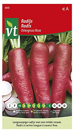 Radis Ostergruss Rosa Graines - Racine longue (qui peut atteindre 30 cm) d’une belle couleur rose foncée