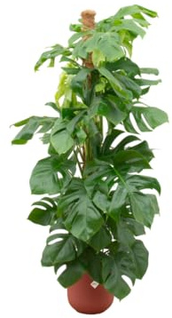 Monstera Pertusum XL y compris Jazz Round red - 140-150cm - Ø26cm - Plante d'intérieur - Ensemble complet - Plante avec pot