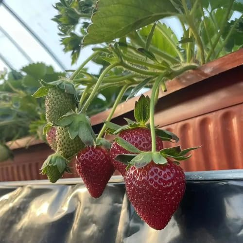 semi di fragola ornamentali balcone rialzato letto colonnari per semi di 125pcs
