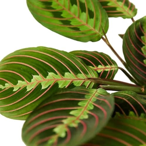 Maranta Leuconeura Tricolor | DECOALIVE | Planta de Interior Natural | Planta de la Oración Roja
