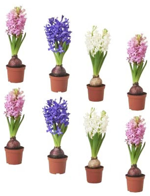 Hyacinthus Orientalis - Lote 8 Flores - Plantas Vivas - Flores de Jardín - Bulbos de Jacinto