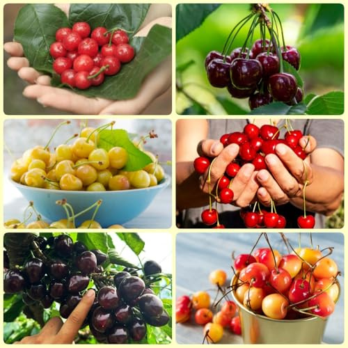 semi di ciliegio, semi di ciliegia, da giardino semi da frutto colonnari regali del giardino 350pcs