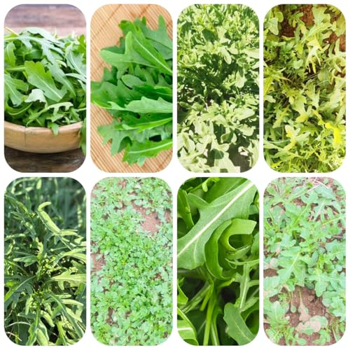 semillas de rúcula - plantas de jardín camas elevadas para jardín Decoración balcón invernadero plantas en macetas resistentes interior verdes semillas hierbas interior - raras - 300pcs