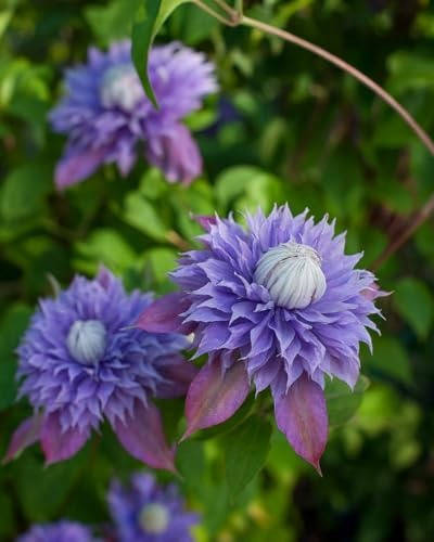 Perennial Farm Clematis x Viticella Diamantina Hybrid– Live Regal® Series Clematis in 4 Quart Container, Large Double Purple Blooms, Long Blooming, Compact Climber, Ideal for Trellises & Containers