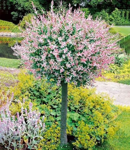 BALDUR Garten 2x Salix-Stämmchen Hakuro Nishiki, Pflanze im 3-Liter Topf | Flachwurzler, winterhart, mehrjährig, Salix integra, Zierstämmchen, Flachwurzler, Harlekin-Weide