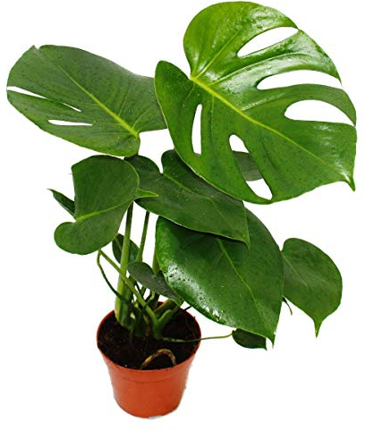Exotenherz Monstera deliciosa - Fensterblatt - 12cm Topf - ca. 30-35cm hoch