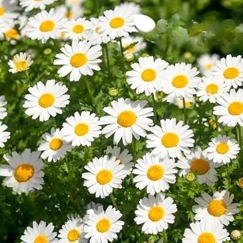 Snowland Daisy `Pure White - 1000 Seeds + freebie + Plant tag (Chrysanthemum paludosum)