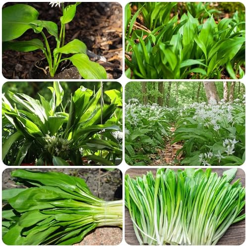 Semillas de ajo silvestre, semillas de silvestres en resistentes Balcón con parterre de jardín de perennes 500pcs