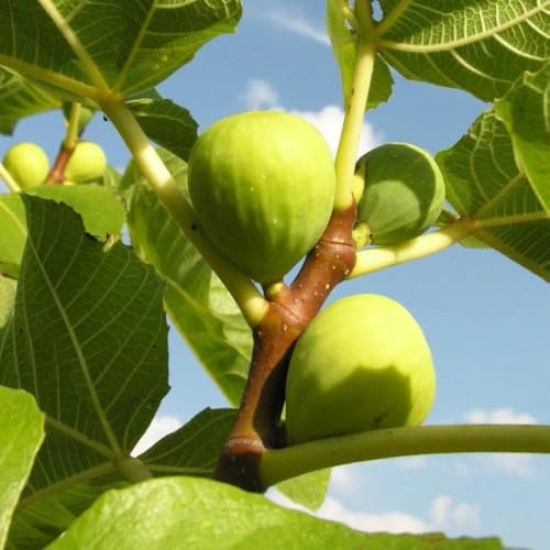 PIANTA DA FRUTTO FICO VERDINO in vaso 20 età 2/3 anni
