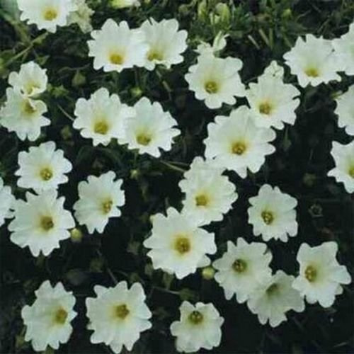 Cileno campanula Bianco (Nolana Paradoxa) - Bianco - 50 semi