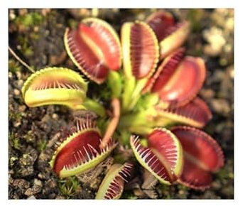 Stk - 5x Dionaea muscipula Rouge Sombre Venusfliegenfalle Pflanzen Samen B1265 - Seeds & Plants Shop by Ipsa
