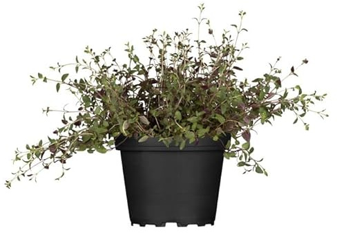 Tomillo Planta para Cocinar Natural Planta Aromática para la Cocina