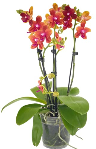 Rare Scented Orchid Phalaenopsis Orchid Plant Bolgheri - Orange Blooms in 12 cm Pot 45 cm Height