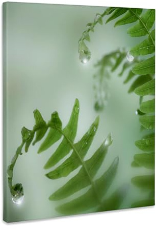 3dRose USA, Washington, Seabeck. Close-up of dewy deer ferns. Museum Grade Canvas Wrap 11x14