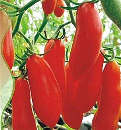Pack of 50 Banana Tomatoes Banana Legs Bottle Tomatoes Vegetable Seeds #434 Seeds Plants Shop Seed Bench Peullings Patrik Ipsa