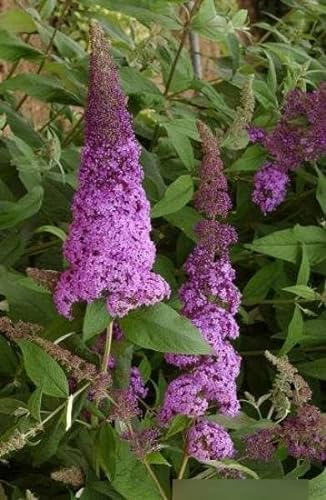 Sommerflieder - Rosa - Buddleja davidii Reve de Papillon ® Pink (60-80)