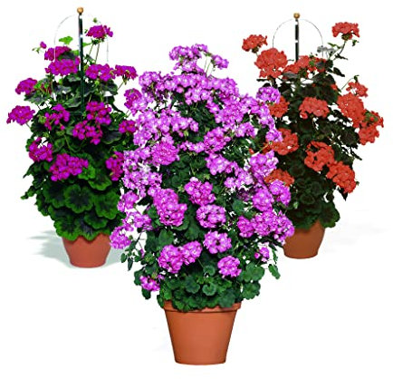 Climbing Upright Geranium Collection 6 Starter Plants-Geraniums .Fantastic for containers, Plug Plants. Summer is here! Plants Online. Gorgeous Geraniums for containers.