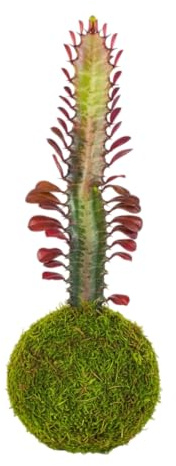 Euphorbia Trigona en Kokedama Natural – Cactus Vivo de Interior | DECOALIVE